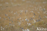 Twite (Carduelis flavirostris)