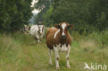 red-and-white Cow (Bos domesticus)