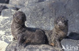 Galapagos zeeleeuw (Zalophus wollebaeki) 