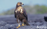 Galapagos hawk (Buteo galapagoensis) 