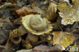 Collared Earthstar (Geastrum triplex)