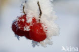 Guelder Rose