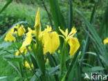 Gele lis (Iris pseudacorus)