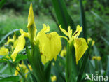 Gele lis (Iris pseudacorus)