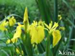 Gele lis (Iris pseudacorus)