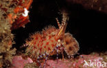 Marbled Shrimp (Saron sp.)