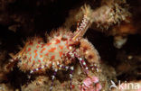 Marbled Shrimp (Saron sp.)