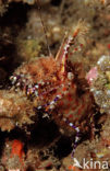 Marbled Shrimp (Saron sp.)