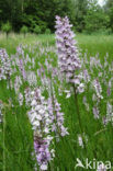 Gevlekte orchis (Dactylorhiza maculata) 