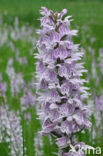 Gevlekte orchis (Dactylorhiza maculata) 