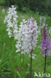 Gevlekte orchis (Dactylorhiza maculata) 