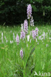 Gevlekte orchis (Dactylorhiza maculata) 