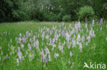 Gevlekte orchis (Dactylorhiza maculata) 