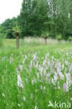 Gevlekte orchis (Dactylorhiza maculata) 