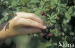 Gewone braam (Rubus fruticosus)