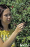 Gewone braam (Rubus fruticosus)