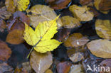 Gewone esdoorn (Acer pseudoplatanus)