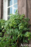 Common Hop (Humulus lupulus)