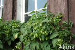 Common Hop (Humulus lupulus)