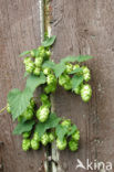 Gewone hop (Humulus lupulus)