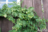 Gewone hop (Humulus lupulus)