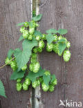 Gewone hop (Humulus lupulus)