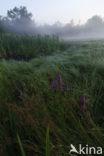 Purple Loosestrife (Lythrum salicaria)