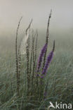Purple Loosestrife (Lythrum salicaria)