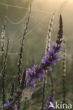 Purple Loosestrife (Lythrum salicaria)