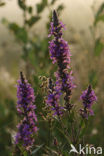 Purple Loosestrife (Lythrum salicaria)