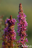 Purple Loosestrife (Lythrum salicaria)
