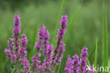 Purple Loosestrife (Lythrum salicaria)