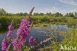 Purple Loosestrife (Lythrum salicaria)