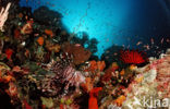 lionfish (Pterois volitans)