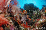 Gewone Koraalduivel (Pterois volitans)