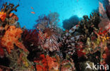 lionfish (Pterois volitans)