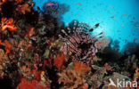 lionfish (Pterois volitans)