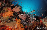 lionfish (Pterois volitans)