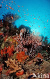 lionfish (Pterois volitans)