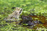 Gewone pad (Bufo bufo)