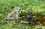 Common Toad (Bufo bufo)