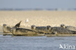 Gewone zeehond (Phoca vitulina) 