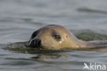 Gewone zeehond (Phoca vitulina) 