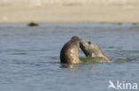 Common Seal (Phoca vitulina)