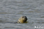 Gewone zeehond (Phoca vitulina) 