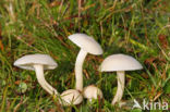 Snowy Waxcap (Hygrocybe virginea)