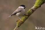 Glanskop (Parus palustris)