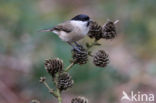 Marsh Tit (Parus palustris)