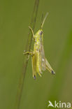 Gouden sprinkhaan (Chrysochraon dispar) 