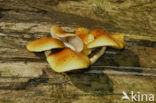 Goudvliesbundelzwam (Pholiota aurivella)